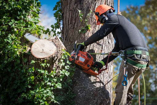 tree service Menlo Park, CA - worker cutting tree branch with chainsaw	