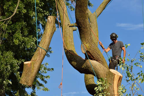 tree removal Menlo Park, CA - worker lowering cut branches