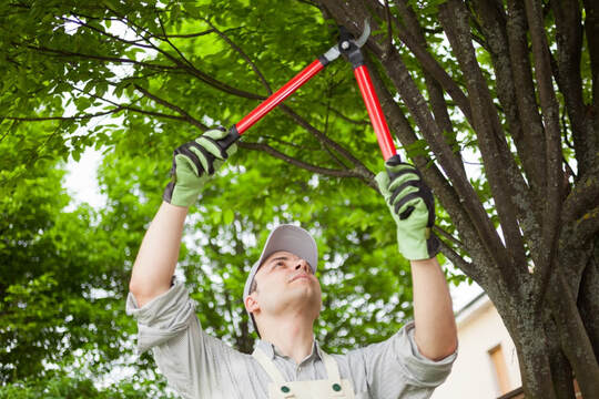 tree trimming near me - worker cutting branches Menlo Park, CA