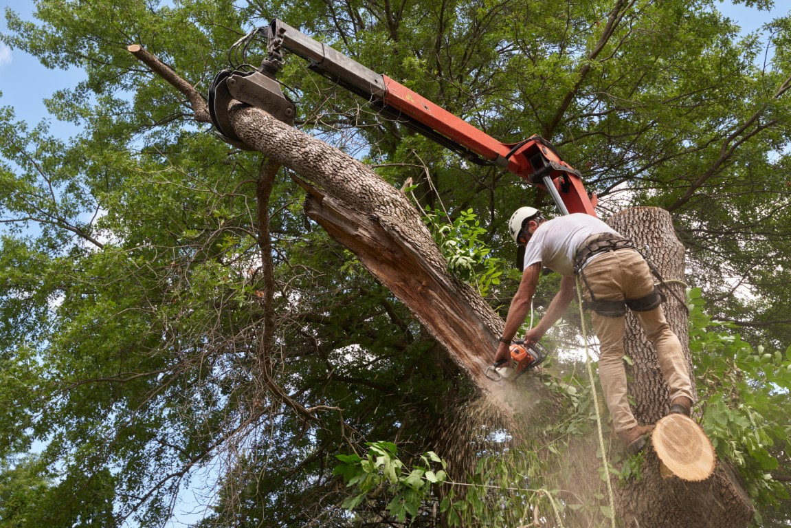 worker cutting large branch for tree removal in Menlo Park, CA