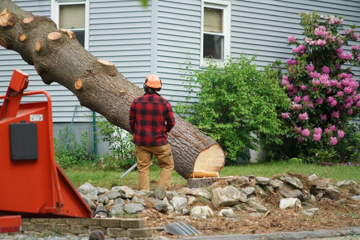 removing large tree trunk - tree contractors Menlo Park, CA